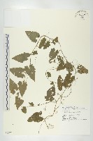 茅瓜藏品圖，第1張