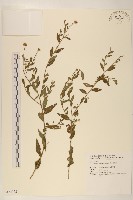 雞兒腸藏品圖，第1張