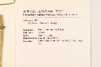 華澤蘭藏品圖，第2張