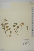 牛繁縷藏品圖，第1張