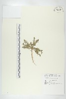 廣東葶藶藏品圖，第1張