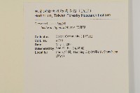 雀舌草藏品圖，第2張