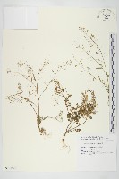 薺藏品圖，第1張