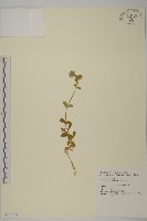 簇生卷耳藏品圖，第1張