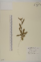 日本假蓬藏品圖，第1張