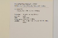 日本假蓬藏品圖，第2張