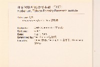 鼠麴草藏品圖，第2張