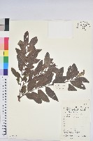 湖北算盤子藏品圖，第1張