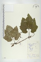 括樓藏品圖，第1張