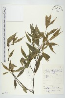 西藏青莢葉藏品圖，第1張