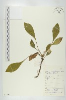 岩匙藏品圖，第1張