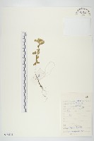 凹葉景天藏品圖，第1張