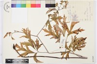 草烏頭藏品圖，第1張