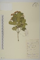 日本衛矛, 大葉黃楊藏品圖，第1張