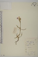 石竹、洛陽花、剪絨花藏品圖，第1張