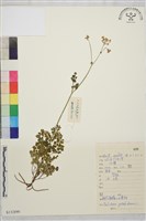 腎葉唐松草藏品圖，第1張