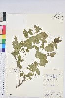 葉底珠、市蔥密花葉底珠藏品圖，第1張