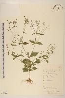 小米菊藏品圖，第1張