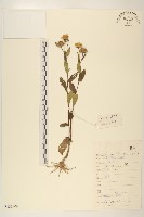 線葉旋覆花藏品圖，第1張