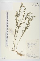 阿爾泰狗哇花藏品圖，第1張