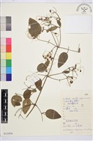 山木通藏品圖，第1張