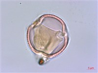 四川清風藤藏品圖，第1張