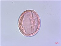 四川清風藤藏品圖，第2張