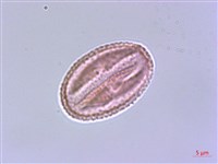 四川清風藤藏品圖，第3張