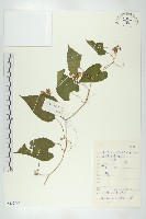 登錄號:S132941藏品圖，第1張