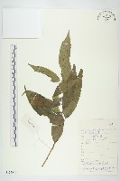 西藏青莢葉藏品圖，第1張