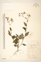 蔓黃菀藏品圖，第1張