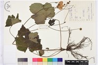 打破碗花花藏品圖，第1張