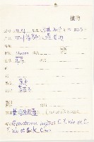 長葉絞股藍藏品圖，第2張