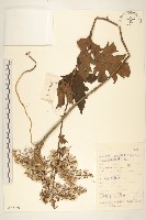 華蟹甲草藏品圖，第1張