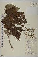 雙舌蟹甲草藏品圖，第1張