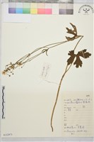 辣子草、揚子毛茛藏品圖，第1張