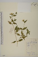 狗筋蔓藏品圖，第1張