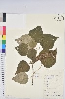 白背葉藏品圖，第1張