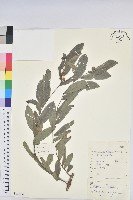 白背算盤子藏品圖，第1張