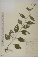 煙管草藏品圖，第1張