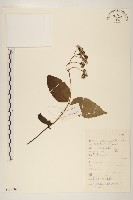 華澤蘭藏品圖，第1張