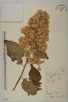 東北雷公藤藏品圖，第1張