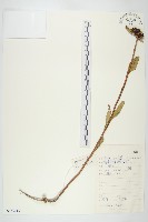 費菜藏品圖，第1張