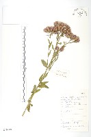 草地風毛菊藏品圖，第1張