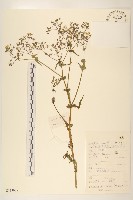 苦實菜藏品圖，第1張