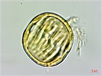 西伯利亞遠志藏品圖，第1張