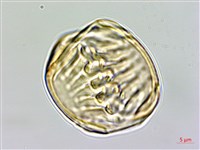 西伯利亞遠志藏品圖，第3張