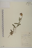 大刺兒菜藏品圖，第1張