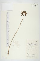 費菜藏品圖，第1張