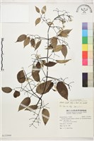 柱果鐵線蓮藏品圖，第1張